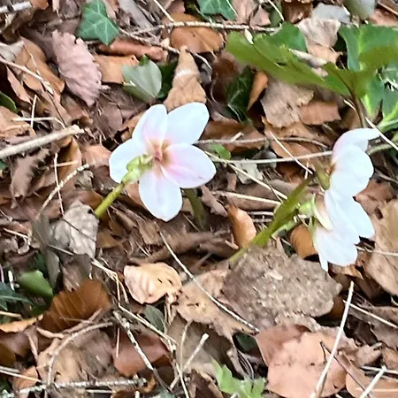 Engelsherz Apartamento *